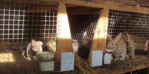 Kako napraviti kavez za zečeve